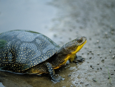 gray domed turtle with yellow spots and yellow chin